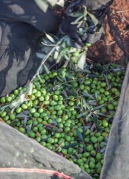 Day laborer remove branches from olives collection net. Table olives harvest season scene
