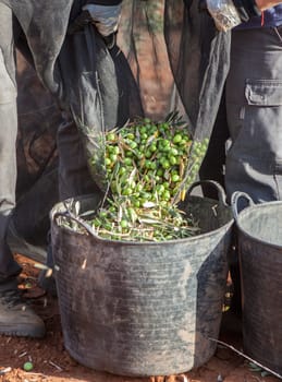 Laborers couple transfers olives from collection net to the harvesting bucket. Table olives harvest season scene