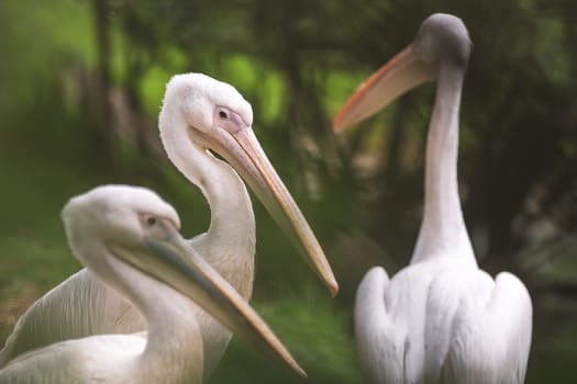 Group of three american white pelicans (pelecanus erythrorhynchos). Photography taken in the nature
