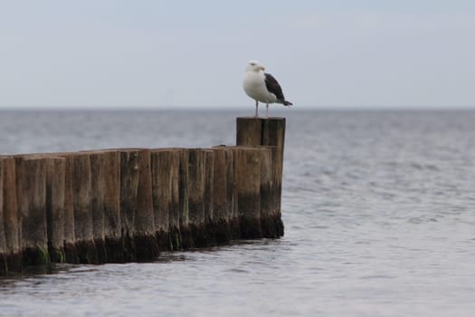 The European herring gull (Larus argentatus) is a large gull. One of the best known of all gulls along the shores of western Europe, it was once abundant.