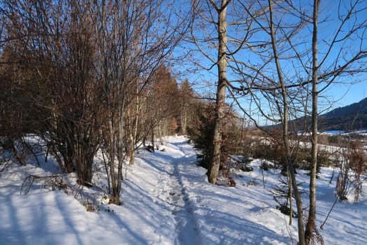 Forest path in the snow close to Wertach, Allgau, Germany 2021