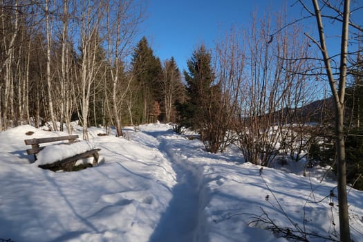 Snow covered bench next to the walking path through the forest in winter lanscape, Wertach, Allgau, Germany 2021