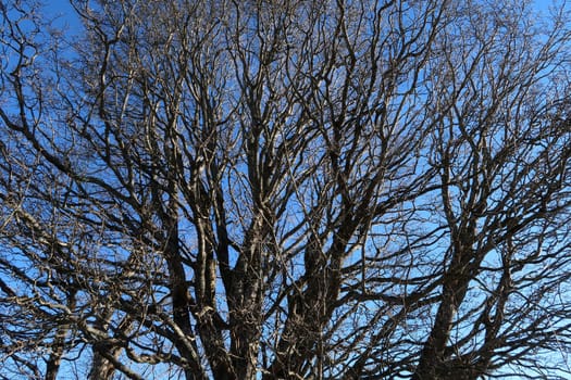 Hundreds of dry branches on an old big tree in front of a blue sky, Wertach, Allgau, Germany 2020