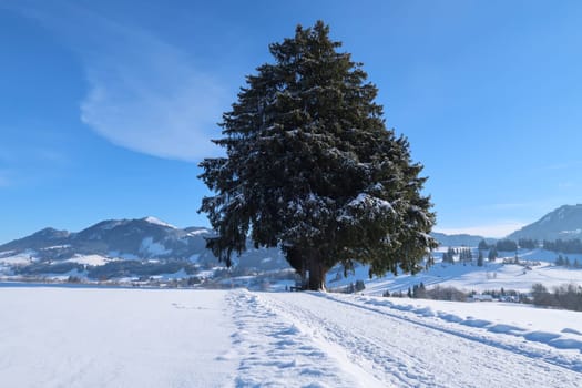 Stocka Tanne famous huge tree outside of Wertach, Allgäu, Germany 2022