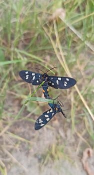 nine-spotted moth sitting on green leaf. Yellow belted burnet (Amata phegea, formerly Syntomis phegea). Nine-spotted moth. Amata nigricornis. pair of butterflies copulate in the forest. Wild insects