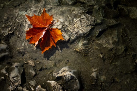 Autumn fallen leaf over a dark stoned background river. Background photography