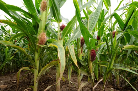 Corn field, cultivated corn cob growing, harvest in the summer, agriculture plants for food, farmland on the countryside