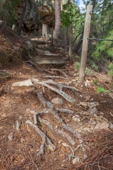 Roots securing the soil of steep path. How do roots prevent soil erosion