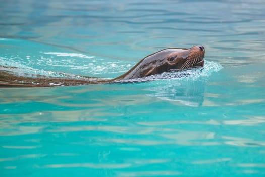 Sea Lion swimming in water. Photography taken in France