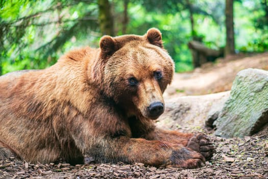 A cute brown bear lying on a ground and watching you in fir forest. Photography