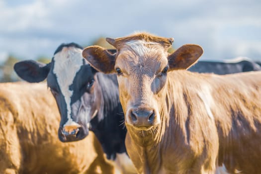 Two cows side by side together in a pasture