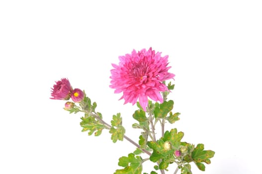 Pink chrysanthemum on a white background
