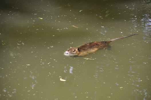 coypu swimming in Seugne