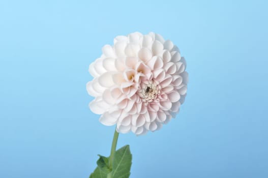 Dahlia pompom on blue background