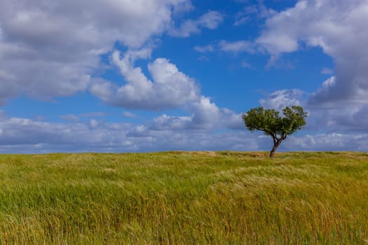 tree on in a field in Alentejo, Portugal