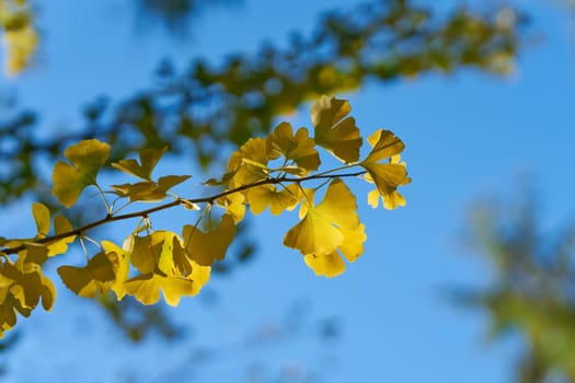 Leaves of a Ginkgo Biloba with yellow autumn colors and blue sky