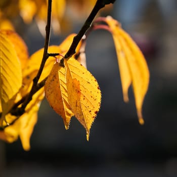 Leaves of a cherry tree with bright autumn colors at sunset