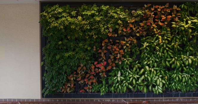 Green plant wall at outdoor building