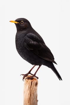 Beautiful dark blackbird isolated on white background, artificial art