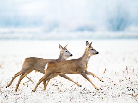 two roe deer in winter running in snow