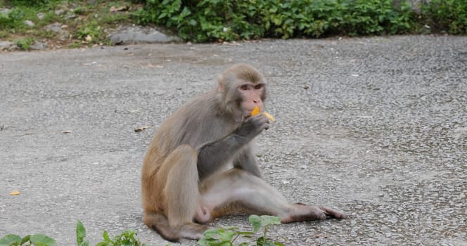 Monkey eat mango and sit on ground