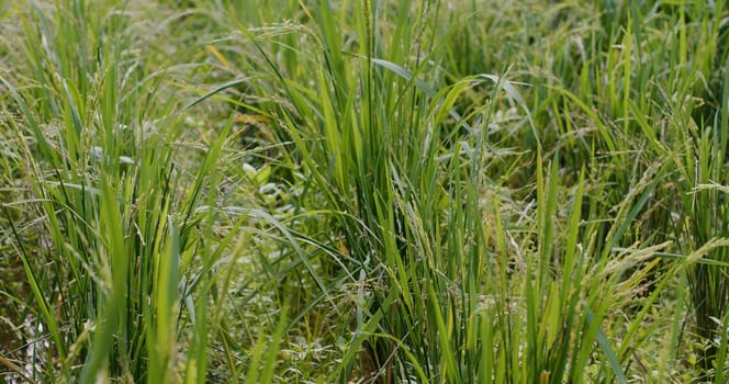 Green fresh paddy rice field