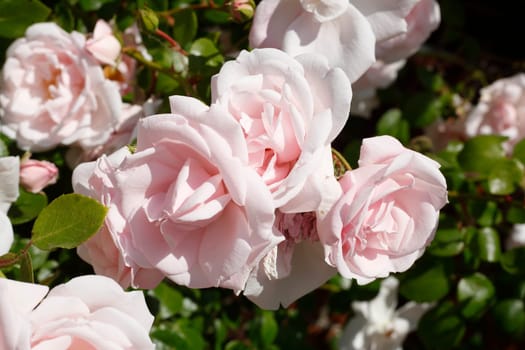 Pink roses, dark background, Germany