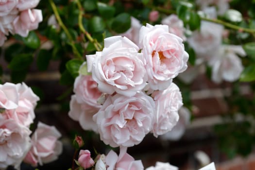 Pink roses, dark background, Germany