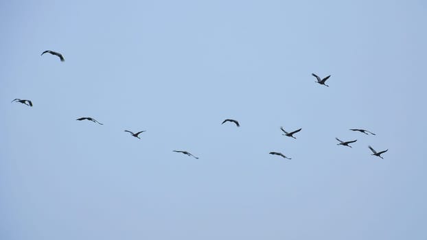 Crane group in the sky in V formation. Migratory birds on their return journey. Animal photo from nature