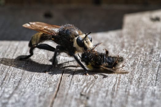 Yellow murder fly or yellow robber fly with a bumblebee as prey. The insect is sucked out by the hunter. Yellow black hairs cover the hunter. Macro