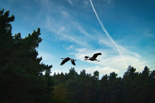 Two cranes fly over trees in a forest. Migratory birds on the Darss. Animal photo of birds from nature at the Baltic Sea.
