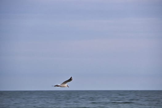 Seagull flies over the Baltic Sea on the coast in front of the beach. Animal photo of a bird.