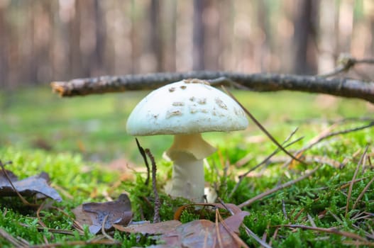 Young crested inkling growing on forest floor between moss and needles. Nature photo from wood