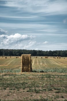 Straw bales on a harvested wheat field. Food supply. Agriculture to feed humanity. Landscape shot from nature.