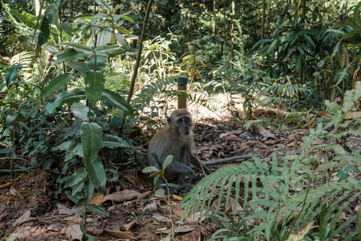 Monkey Amidst Green Plants Sitting