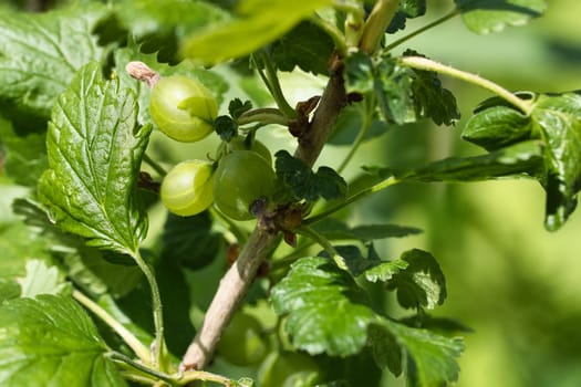 Currants on the bush. Green fruit and green leaves. Snacking in the garden. Photo from nature