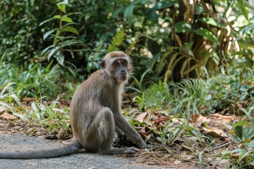 Monkey Sitting on Roadside Poses