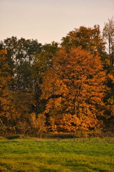 Colorful autumn leaves on the trees. Autumn in the sunshine. Landscape shot from nature