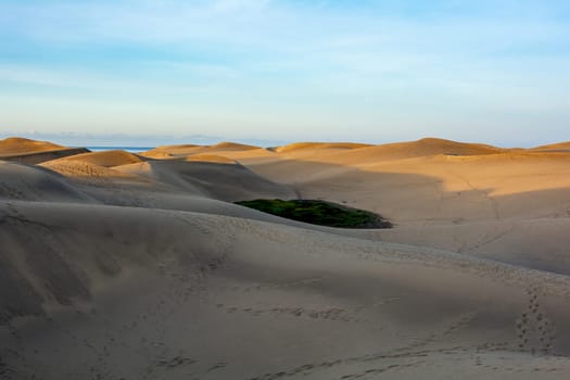In the dunes of Maspalomas on Gran Canaria in Spain. The huge sand dunes resemble a small desert and are a nature reserve.