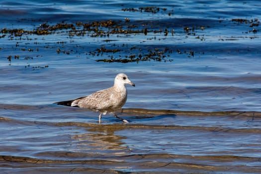 A seagull stands in the water on the sandy beach on the Baltic Sea coast