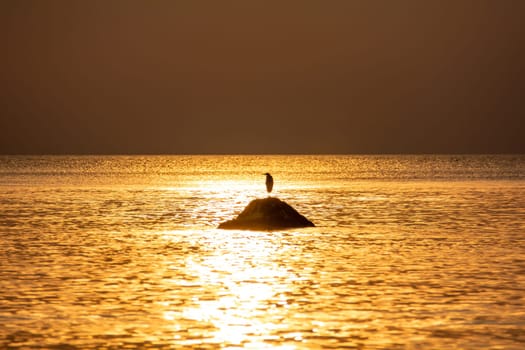 A bird stands on a large stone at orange sunset by the sea