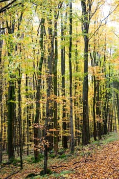 A forest in autumn with lots of leaves