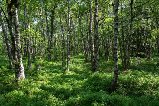 Carpathian birch forest ( Betula carpatica ) in the red bog in the High Rhön, Hesse, Germany