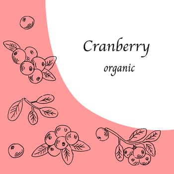 Healthy food cranberry background, sketch. Vector illustration isolated. Hand drawn illustration can use for banner, good label, for sweet healthy products with berryes.
