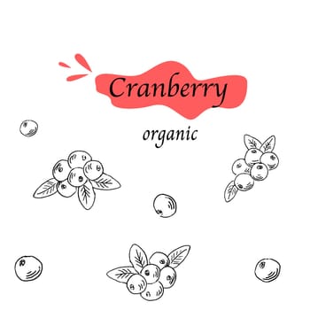 Cranberry organic Hand drawn background in sketch. Vector illustration isolated. Can use for product label, banner and flyer background. Forest wild berry outline.