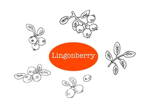 lingonberry Hand drawn Sketch of forest berry. Vector illustration outline isolated. Set of sketch berry - cowberry on white background.