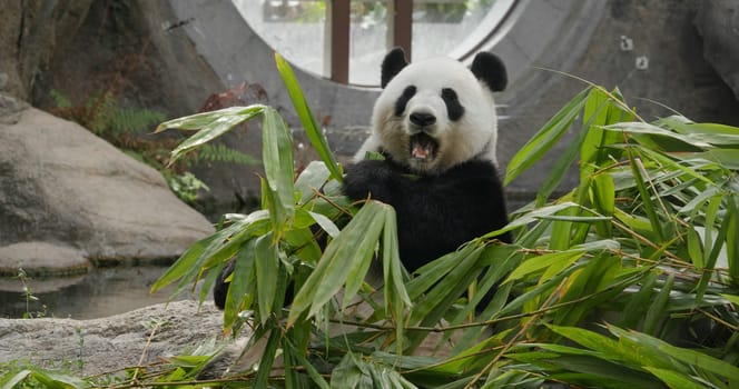 Panda eat bamboo at zoo park