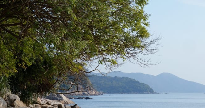 Green plant and seaside at sunny day
