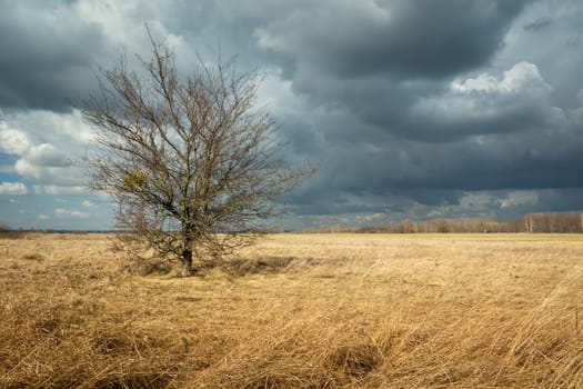 Single tree without leaves growing in dry meadow and stormy sky, Czulczyce, Poland