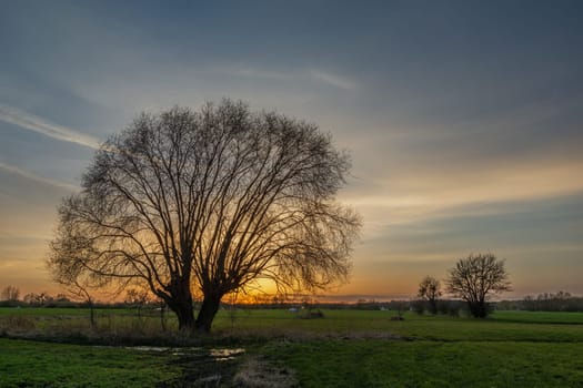 Sunset behind a tree without leaves in the green meadow, spring evening